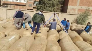 سعر قنطار القطن في مزاد وجه بحري يصل إلى 9200 جنيه